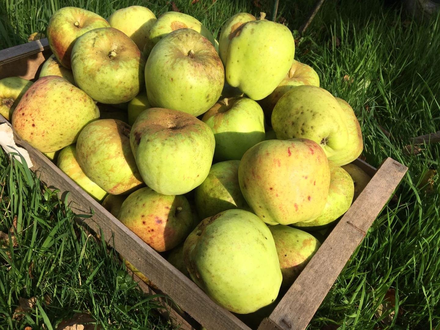 Apples from the Knapp House in Devon orchard